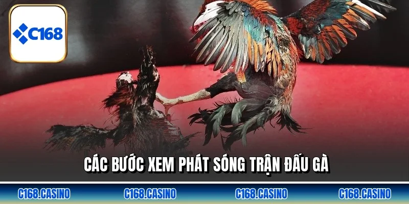 Các bước xem phát sóng trận đấu gà
