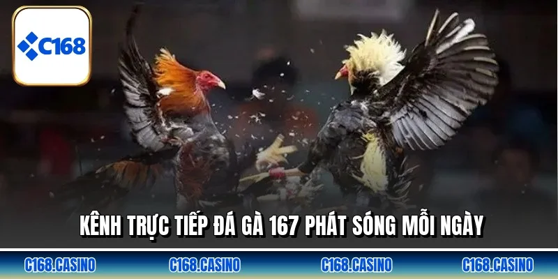 Kênh trực tiếp đá gà 167 phát sóng mỗi ngày
